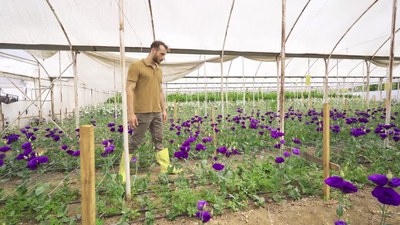 Produzione di rose, coltivazione di piantine floreali in serra