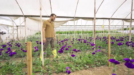 producción de rosas, cultivo de plántulas de flores en invernadero.