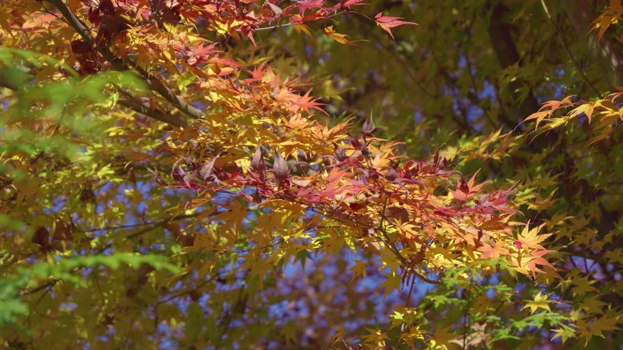 Stunning cinematic slow motion view autumn colors in Japan