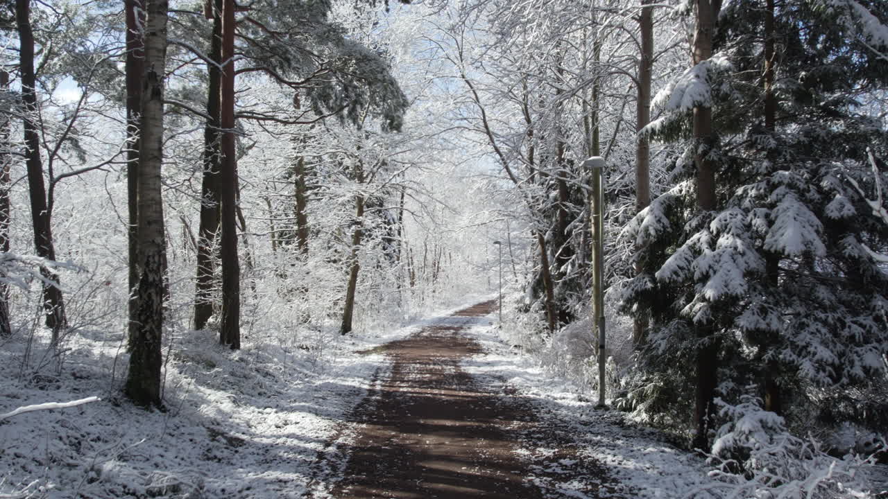 은 겨울 날 눈 인 숲길, 신선한  눈으로 인 나무