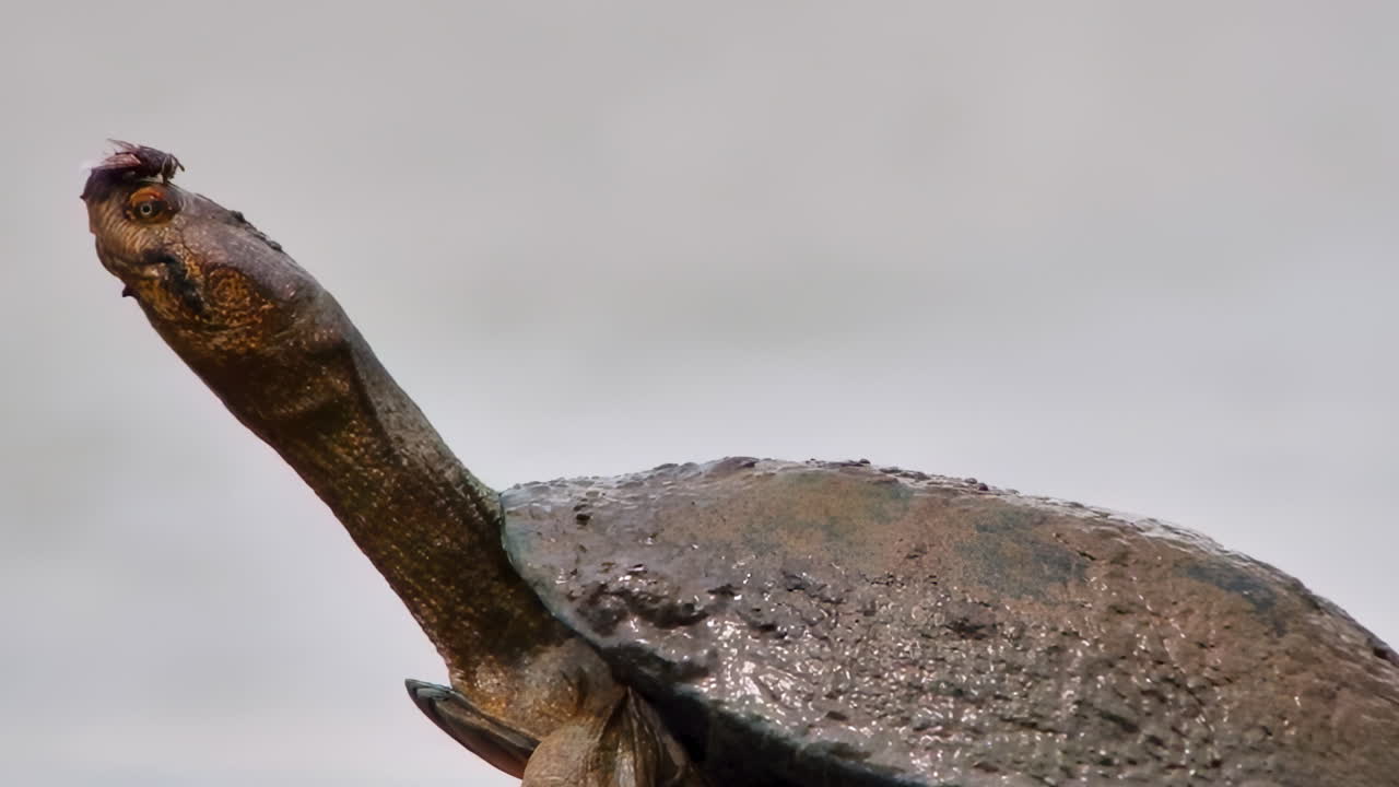 A quirky closeup of a long-necked terrapin with a fly on its head stretches while basking on a log