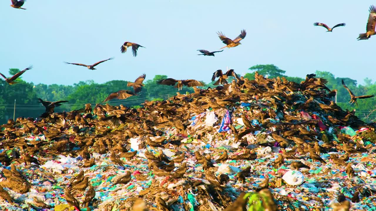 gran bandada de halcones o pájaros águila en un montón de vertederos de basura, concepto de contaminación del medio ambiente