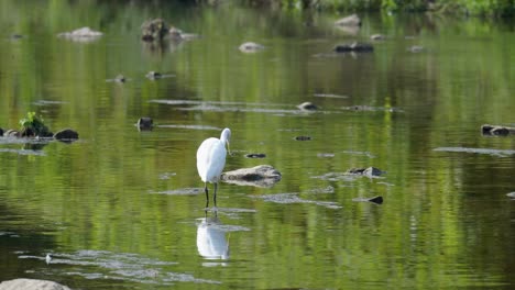 Silberreiher-Auf-Nahrungssuche-Im-Yangjaecheon-Strom-In-Südkorea