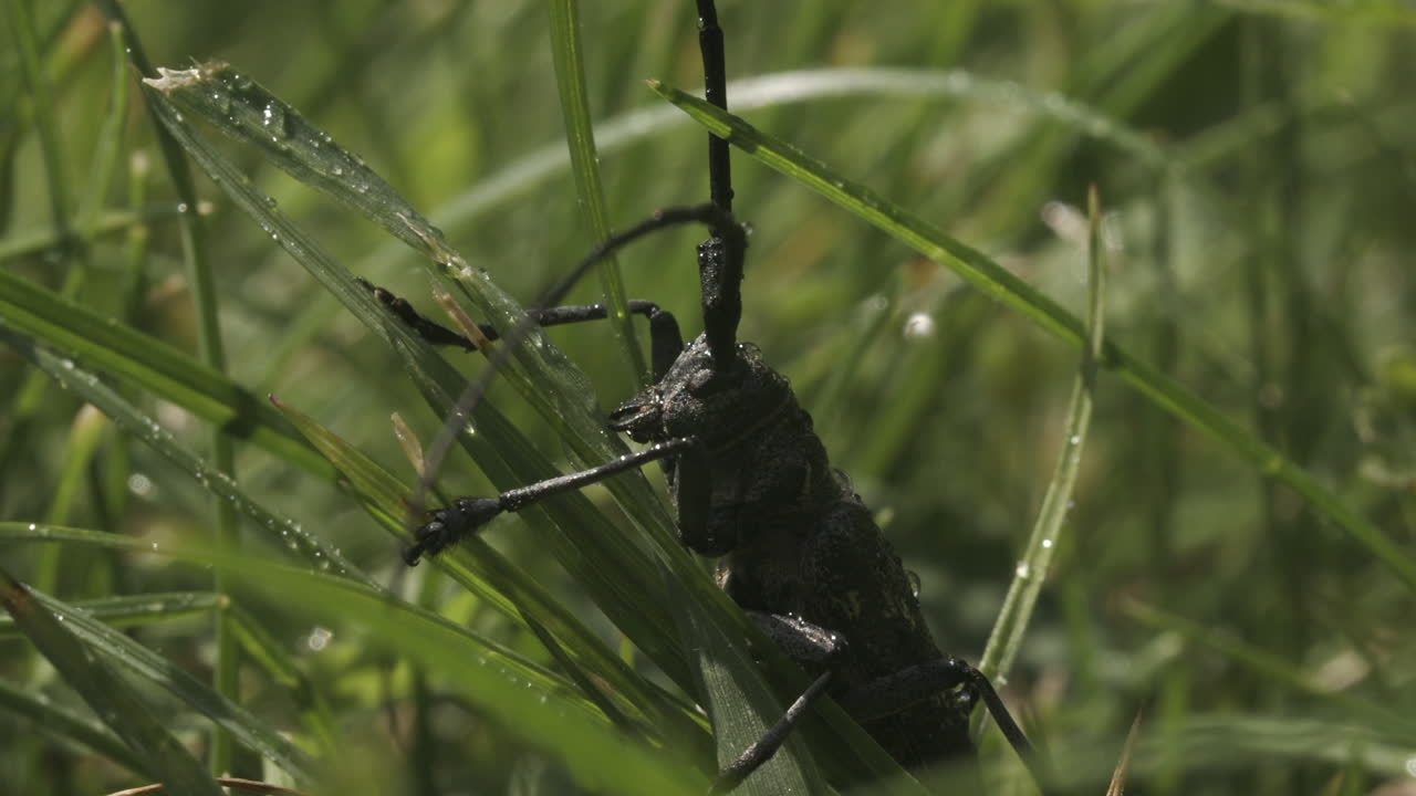 Longhorn beetle on dewy grass