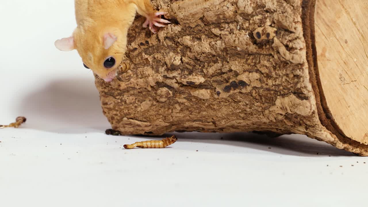 Un petauro dello zucchero mangia vermi della farina da delle pinzette mentre è appollaiato su un tronco su sfondo bianco