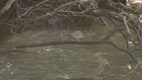 Reiher-Navigiert-Seinen-Weg-Zwischen-Mangroven-Am-Brisbane-River,-Queensland,-Australien