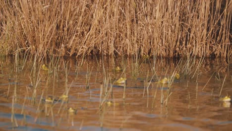 static close up view of mother nature showing frogs floating on surface of water of wetland, beside tall brown bushes