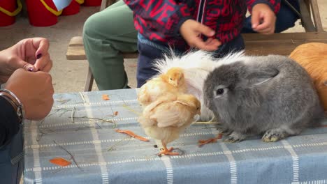 educational community farm and children interacting with domestic animals like rabbits chicks and guinea pigs