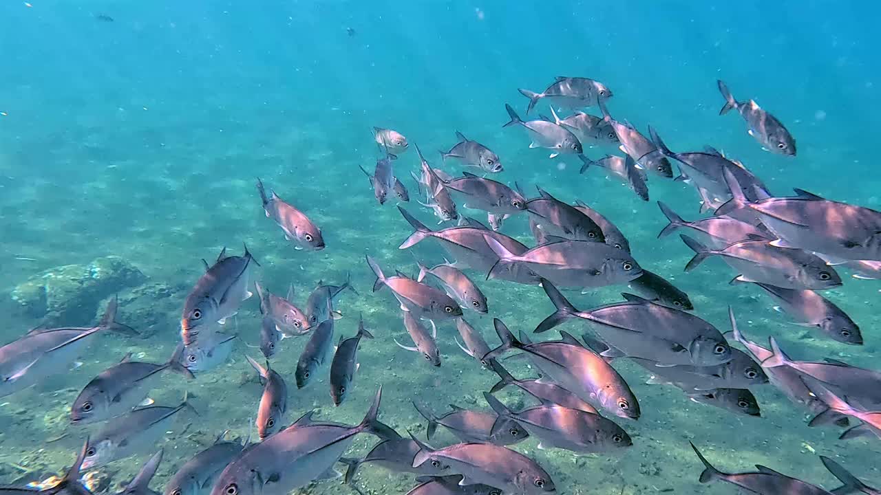 Ohromující podvodní scéna během šnorchlování, hejno kranase velkookého (Caranx sexfasciatus) plující k fotoaparátu. Dauin, Filipíny.