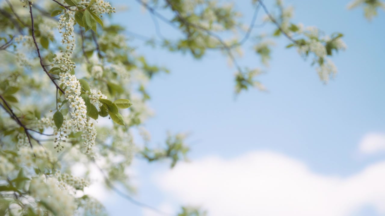 Hackberry tree blooming in spring