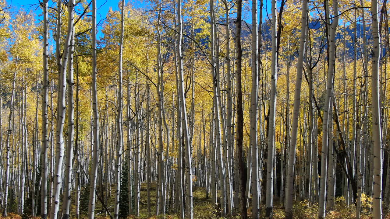 Colorful Colorado yellow fall autumn Aspen tree forest cinematic aerial drone Kebler Pass Crested Butte Gunnison wilderness dramatic incredible landscape peaks daylight slowly slide left motion