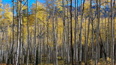 colorful colorado yellow fall autumn aspen tree forest cinematic aerial drone kebler pass crested butte gunnison wilderness dramatic incredible landscape peaks daylight slowly slide left motion