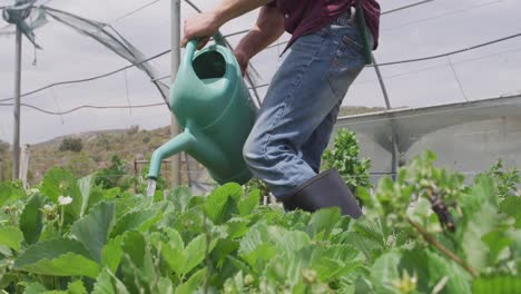 hombre caucásico enfocado regando plantas en el invernadero