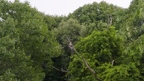 A-beautiful-hawk-resting-in-a-tree