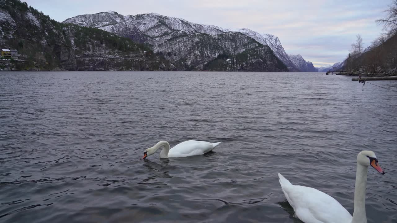 tres cisnes mudos alimentándose de pan con el paisaje del fiordo noruego en el fondo - clip estático en la fría mañana de invierno