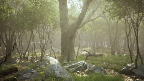 un bosque tranquilo con la luz del sol filtrándose a través de los árboles