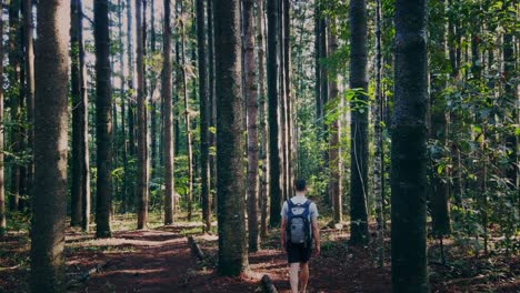 Adventuring-in-the-beautiful-pine-forest-of-Queensland,-Australia---Wide-rolling