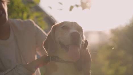 dog owner squatting on grassy field, rubbing dog s ear with grooming glove while holding leash under bright sunlight, sunlight creates soft silhouette effect, dog appears joyful with tongue out