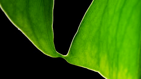 closeup detail of green leaf monstera plant in black backdrop