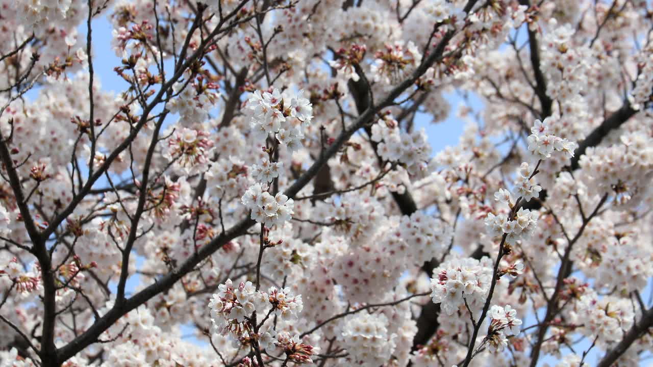 Cherry blossom in full bloom in Tokyo, Japan.