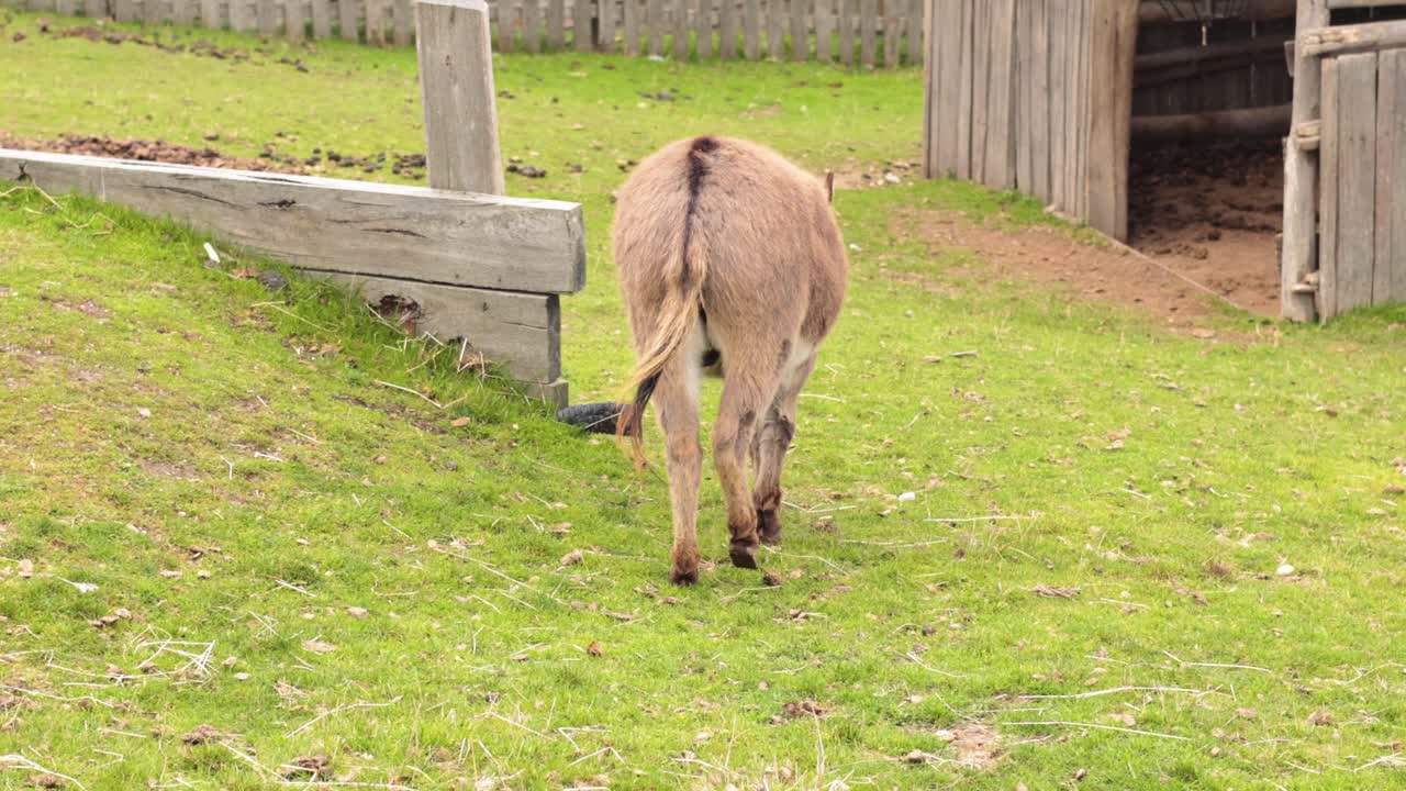 un burro camina hacia y entra en un refugio de madera