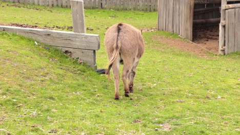 a donkey walks towards and enters a wooden shelter