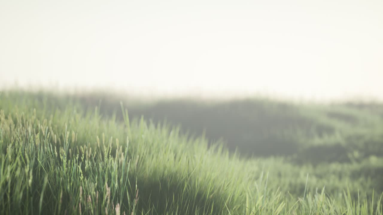 안개와 함께 이른 아침에 높은 잔디를 가진 초록색 필드