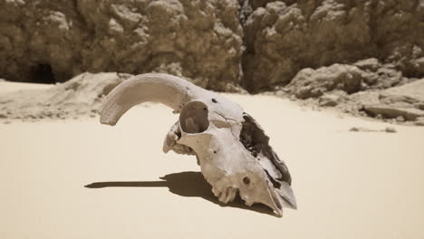 animal skull in the desert