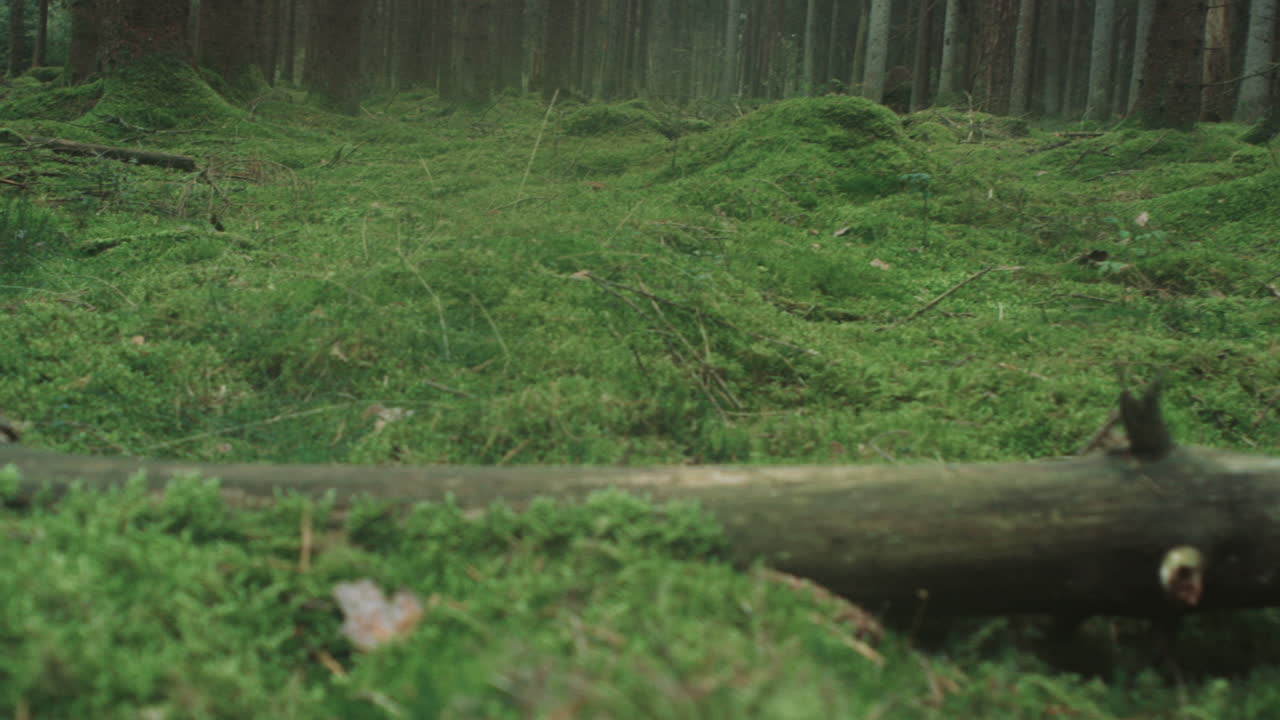 caminar en el bosque nórdico cama pinares de mano