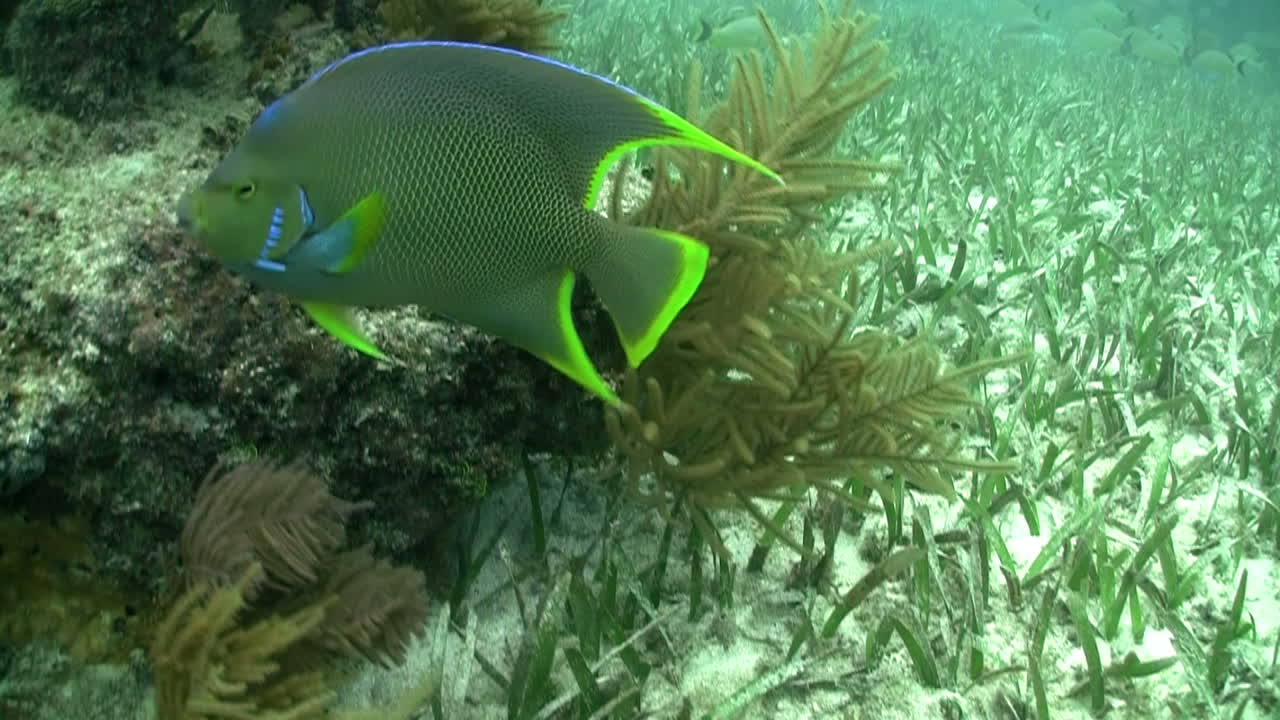 열대어의 수중 촬영