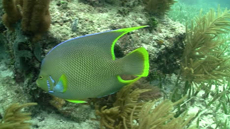 underwater shots of tropical fish