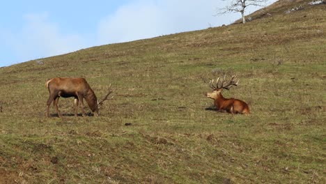 Ein-Paar-Männliche-Rotwild-Mit-Wunderschönen-Geweihen,-Die-An-Einem-Schönen-Sonnigen-Tag-Auf-Einem-Grünen-Feld-In-Einem-Naturschutzgebiet-Essen,-Naturschutzkonzept