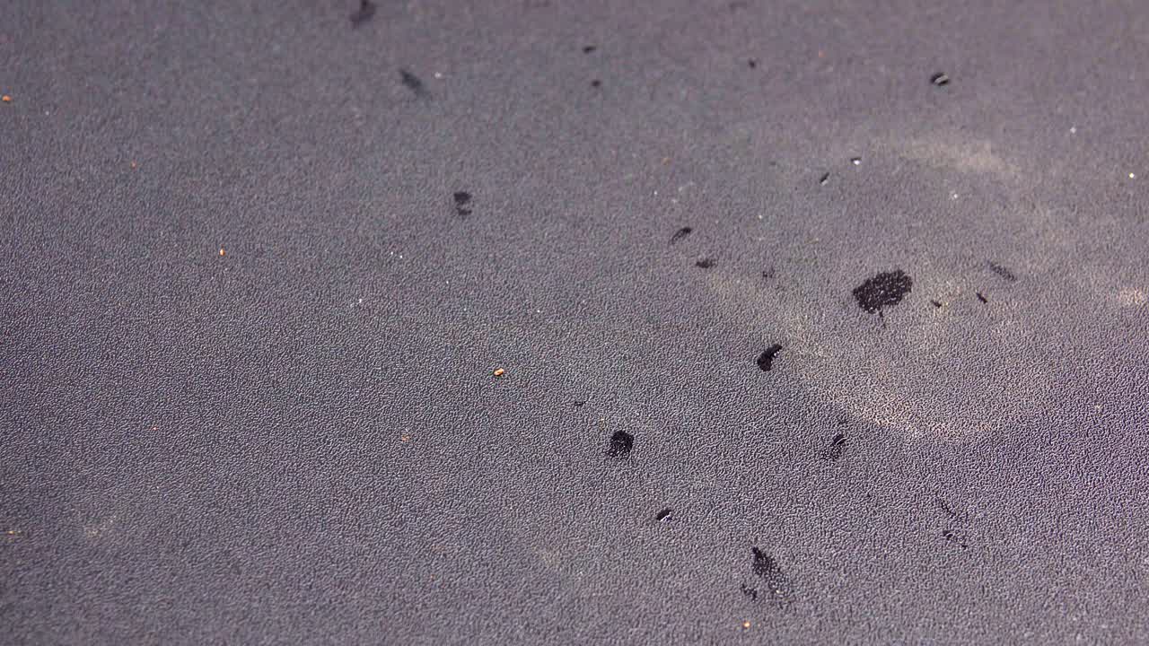 el deslizador de orejas rojas