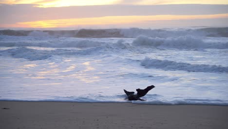 Olas-Golpeando-Un-Gran-Trozo-De-Madera-Al-Atardecer