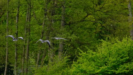 Three-Barnacle-goose-flying-through-a-green-forest-away-from-the-camera-slow-motion