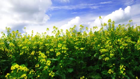 view of mustard field