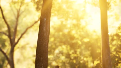 Sunbeams-pour-through-trees-in-misty-forest