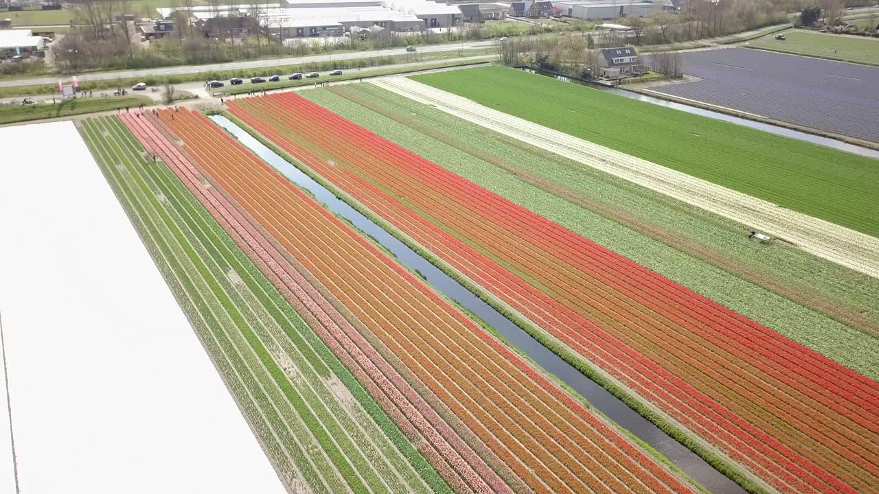 똑바로 날아서 놀라운 튤립 밭으로 이동하십시오.