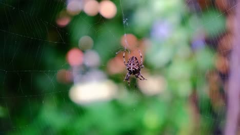 Araña-Cruzada-De-Jardín-Festejando-Con-Su-Presa,-Primer-Plano,-Fondo-Borroso,-Araneus-Diadematus