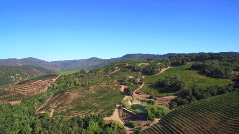 Una-Antena-Alta-Sobre-Hileras-De-Viñedos-En-El-Condado-De-Sonoma,-En-El-Norte-De-California,-Con-Globos-De-Aire-Caliente-En-La-Distancia-3