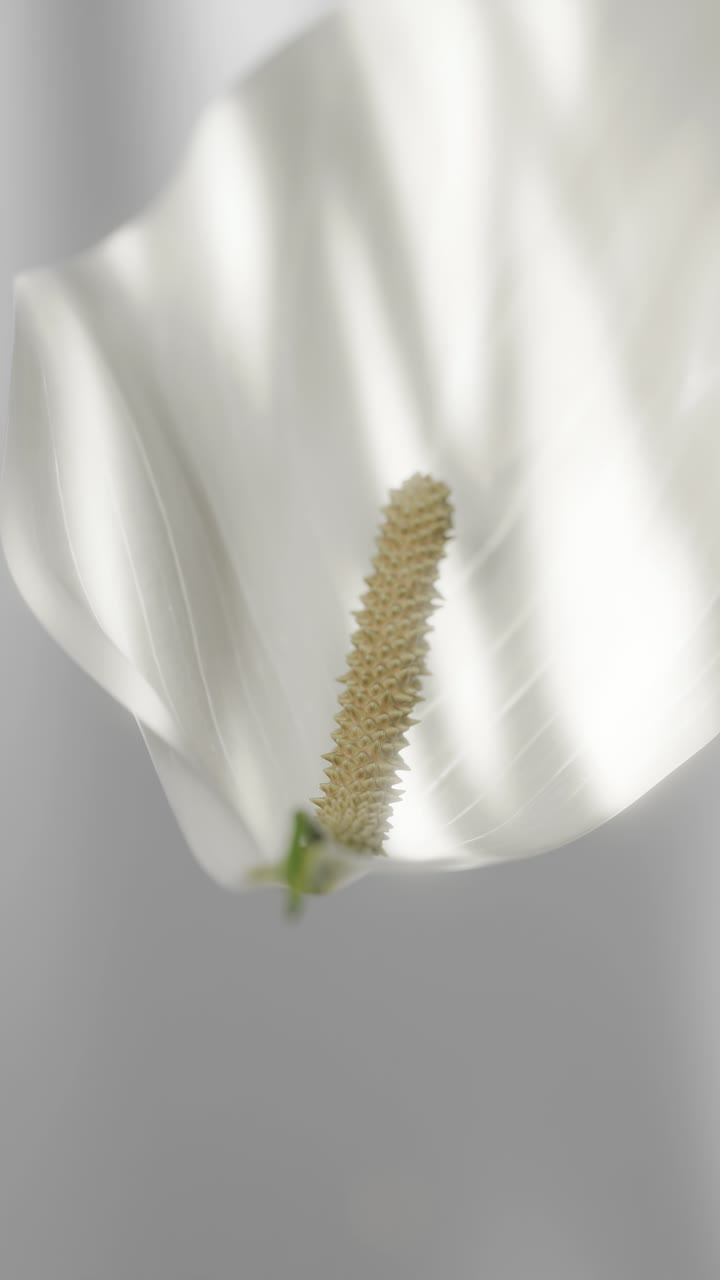 Primo piano di un fiore di Spatifillo