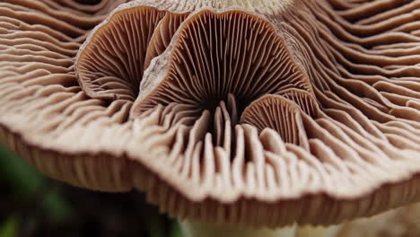 close-up of mushroom gills