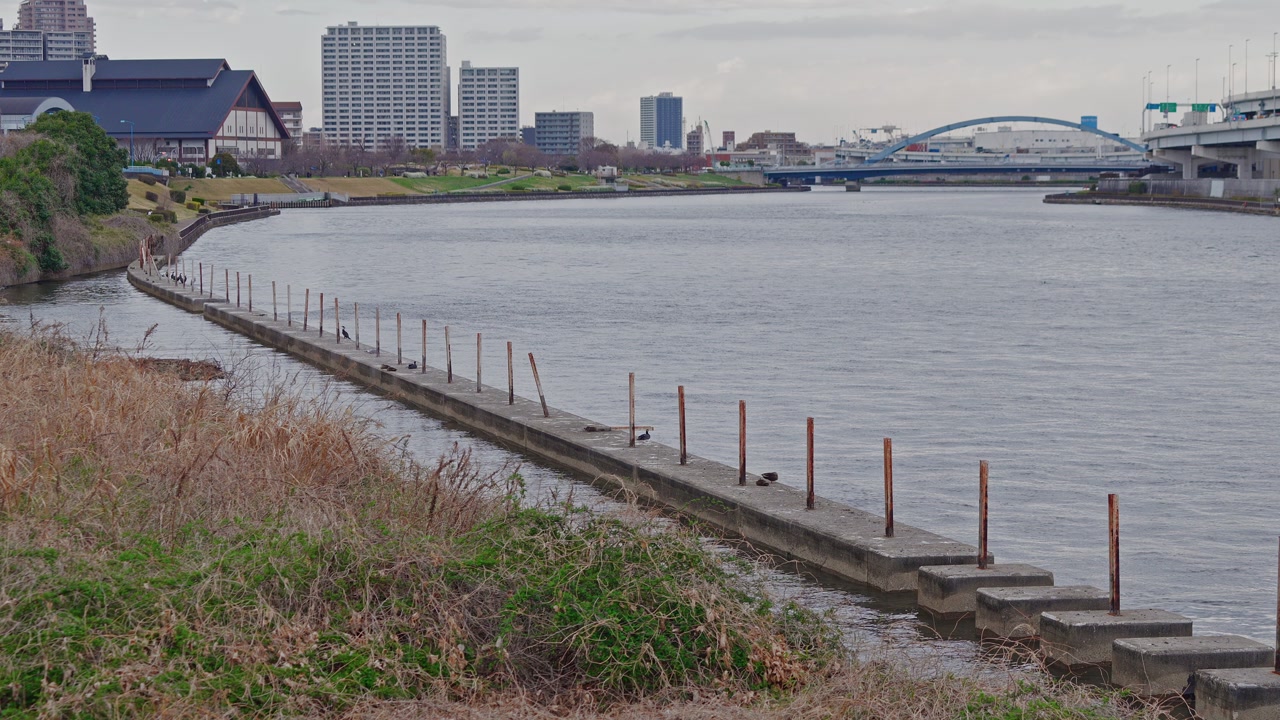 A static wide-angle shot of the Sumida River featuring concrete embankments, riverside vegetation, and a distant blue arch bridge against an urban skyline.