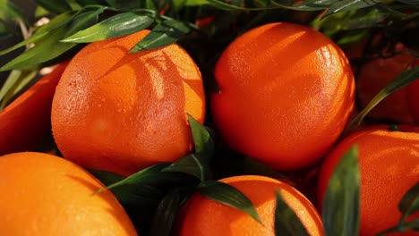 close-up of oranges