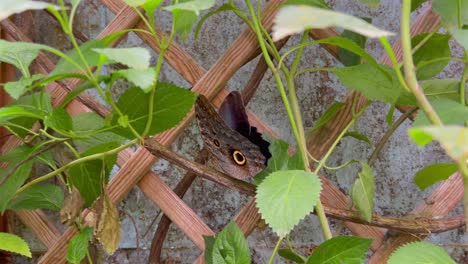 una mariposa con un patrón especial se sienta en una planta