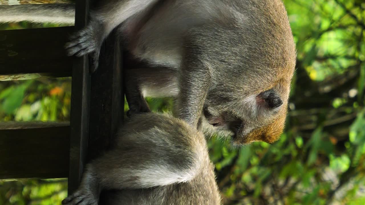 toma estática vertical de dos monos macacos sentados en el santuario sagrado del bosque de monos en bali, indonesia, mientras uno está desinfectando al otro mono en la parte posterior en cámara lenta