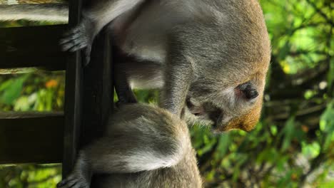 Toma-Estática-Vertical-De-Dos-Monos-Macacos-Sentados-En-El-Santuario-Del-Bosque-Sagrado-De-Los-Monos-En-Bali,-Indonesia,-Mientras-Uno-Despioja-Al-Otro-Mono-En-La-Parte-Trasera-En-Cámara-Lenta