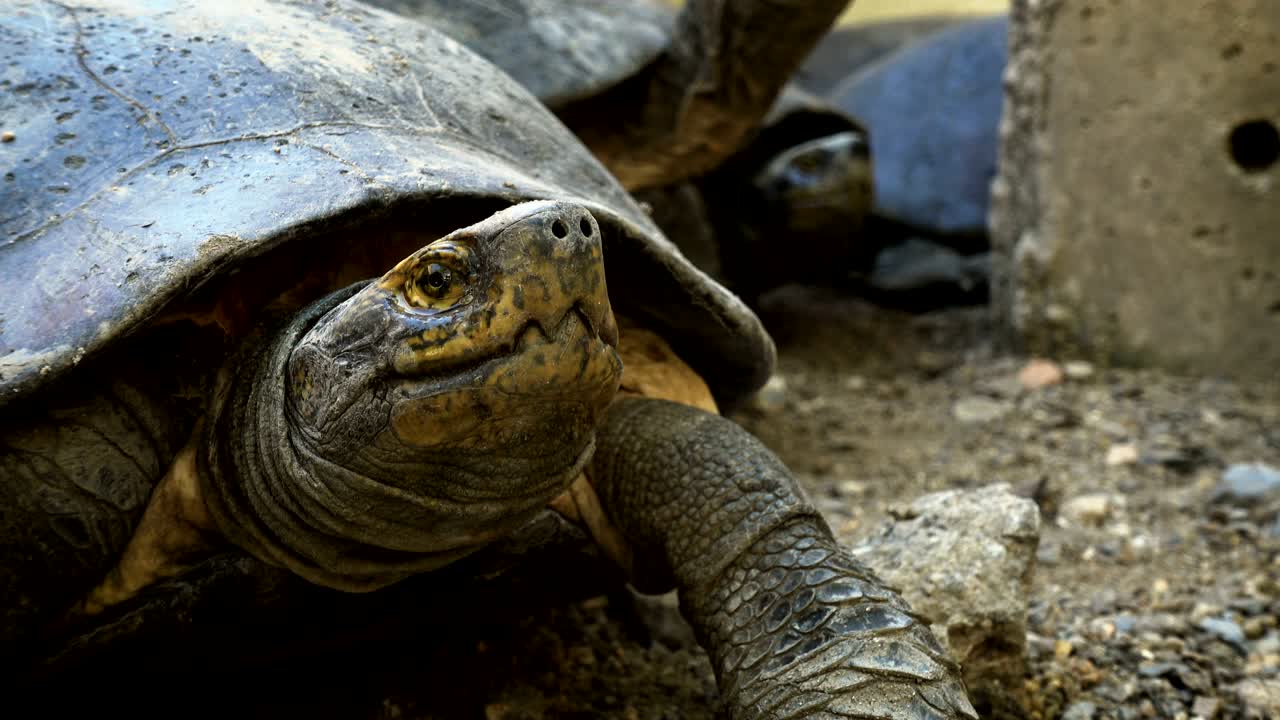 Skildpadde eller videnskabeligt kaldet "gulbuget terrapin" i skjold, solbader med en gruppe skildpadder.