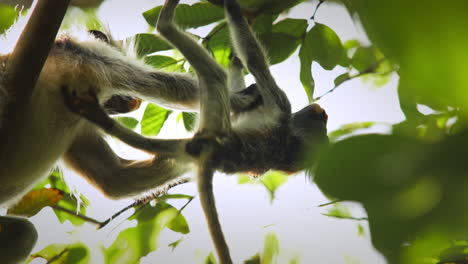 madre mono colobo rojo aseo infantil, zanzíbar, tanzania, ángulo bajo medio