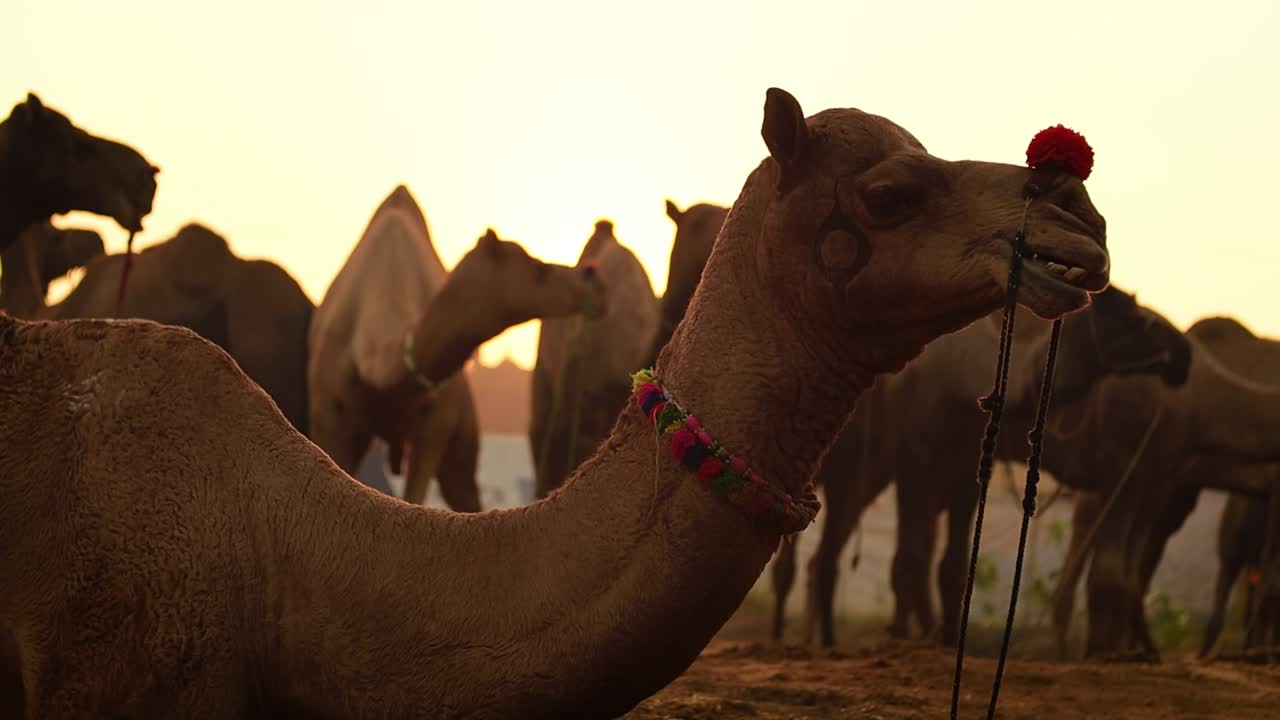 camellos en cámara lenta en la feria de pushkar, también llamada feria de camellos de pushkar o localmente como kartik mela es una feria anual de varios días de ganado y cultural que se celebra en la ciudad de pushkar rajasthan, india.